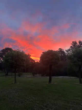 Sunset over trees in a grassy field