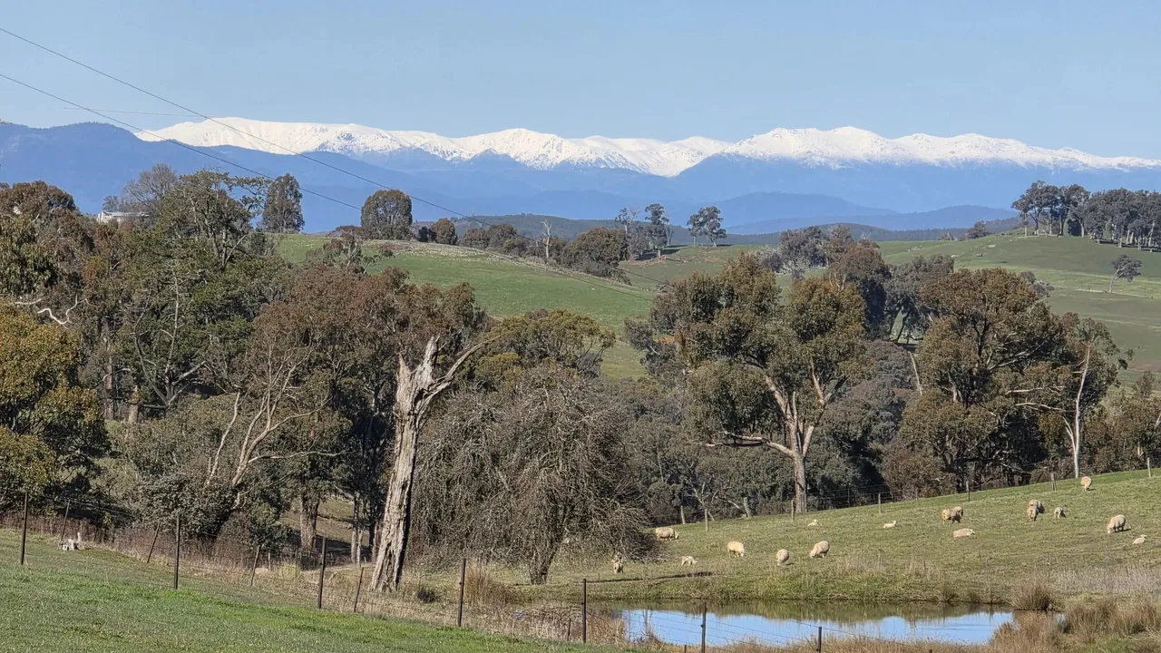 Green hills with trees, sheep grazing, and snow-capped mountains in the distance