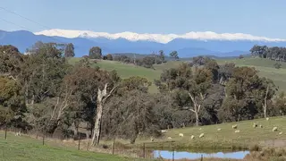 Green hills with trees, sheep grazing, and snow-capped mountains in the distance